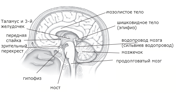Спайки головного мозга. Мозолистое тело анатомия мрт. Мозолистое тело свод анатомия. Строение мозолистого тела мрт. Передняя спайка промежуточного мозга.