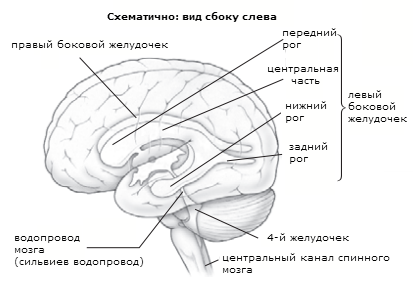 мозг3