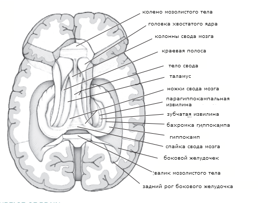 Боковые желудочки анатомия стенки. Передние рога боковых желудочков. Передний Рог бокового желудочка. Задний Рог бокового желудочка. Расширение боковых рогов