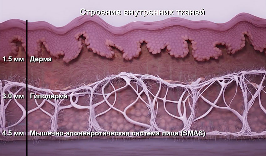 Строение мышечных тканей